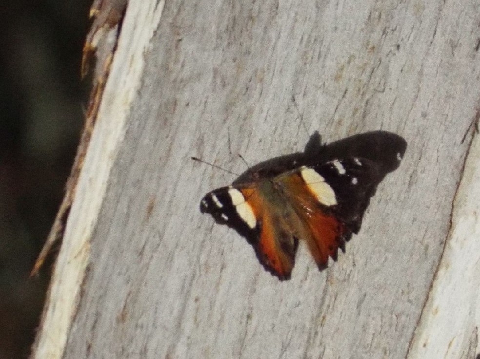 Altra farfalla australiana: Vanessa itea